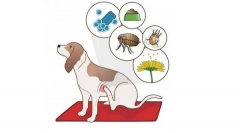 Dlaczego psa swędzi?