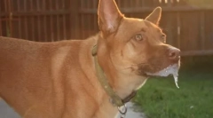 Dlaczego pies ciągnie łapy we śnie