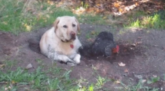 Dlaczego pies zjada ziemię