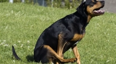 Dlaczego pies idzie na papieża