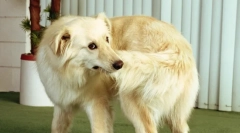 Dlaczego pies kraje jego ogona?