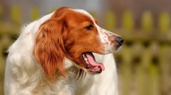 Dlaczego kaszle dla psa