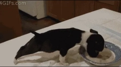 Dlaczego pies nie je suchej żywności?