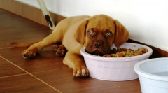 Dlaczego pies nie je?