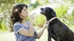 Dlaczego pies nie wykonuje zespołów?