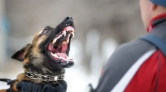 Dlaczego pies źle zachowuje się na ulicy?