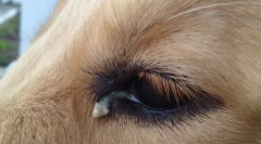 Dlaczego pies ma oczy