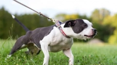Dlaczego pies ciągnie smycz?