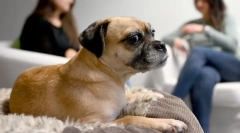 Dlaczego pies potrząsa