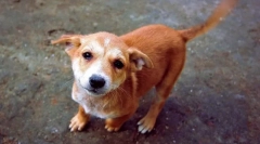 Dlaczego pies ma ogon?