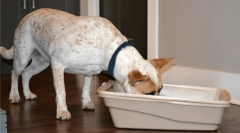 Dlaczego psy jedzą odchody kota?