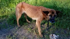 Dlaczego psy jedzą swoje szczeniaki