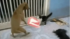 Dlaczego psy nie lubią kotów?