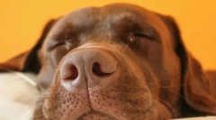 Dlaczego psy rosną i jęczą w sen?