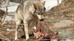 Dlaczego psy wygięź jedzenia