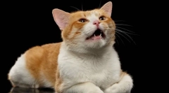 Dlaczego sterylizowany kot krzyczy?