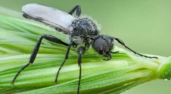 Dlaczego tołstonozhkov nazywa się martam latys?