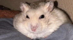 Dlaczego chomik nie otwiera się ani nie miluje oczu, co robić