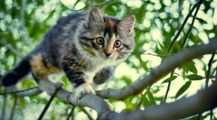 Dlaczego koty mają oczy w ciemności