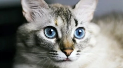 Dlaczego koty mają mokry nos?