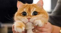 Dlaczego koty rozwijają uczniów?