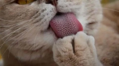 Dlaczego koty mają szorstki język