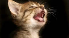 Dlaczego koty spadają zęby?