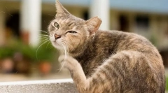 Dlaczego koty są przyspieszone?