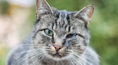 Dlaczego koty fantazyjne oczy?