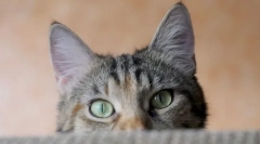 Dlaczego koty gorące uszy?