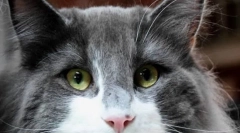 Dlaczego koty czerwone oczy?