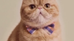 Dlaczego zmienia się kolor kota?