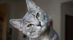 Dlaczego kot pęcznieje dolną wargę?