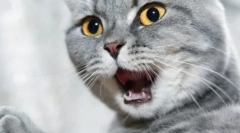 Dlaczego koty źle pachnie ustami?