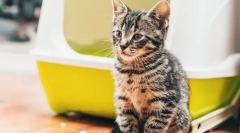 Dlaczego nie może kota?