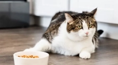 Dlaczego kot dał apetyt?