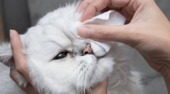 Dlaczego kot dostanie oczy?