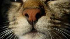 Dlaczego koty suche nos?