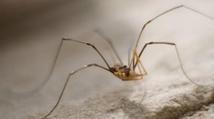 Dlaczego siano siana jest tak łatwy?