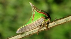 Dlaczego umbony wygląda jak kolec?