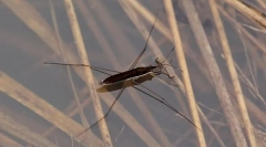 Dlaczego kamery wodne nie zakrapiąają się?