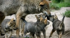 Dlaczego wilki nacidów