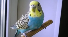 Dlaczego falista papuga drży i potrząsa