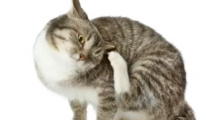 Dlaczego występuje katar w kotach i jak skutecznie go wyeliminować