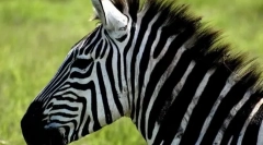 Dlaczego zebry paski?