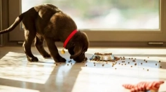 Przetwarzanie paszy z ziemi