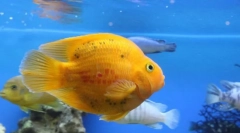 Wybór ryb dla akwarium