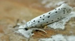 Zakupione i domowe środki zaradcze z ćmy