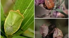 Przydatne i szkodliwe błędy ogrodowe