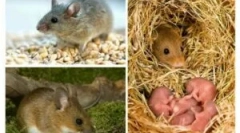 Cykl seksualny i reprodukcja myszy